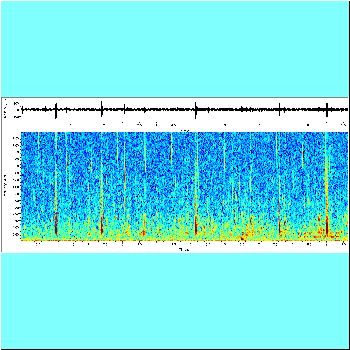 Pimelodella sp B_spectrogram.png